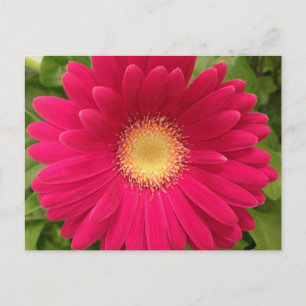 Rote Blume Postkarte 7 x 5