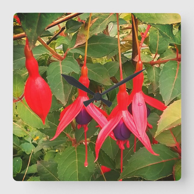 Rote Blume Quadratische Wanduhr (Vorderseite)
