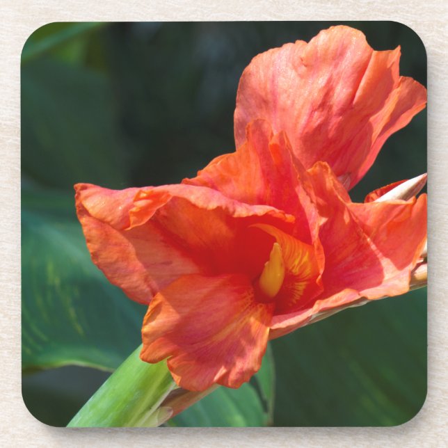 Rote Blume Untersetzer (Vorderseite)