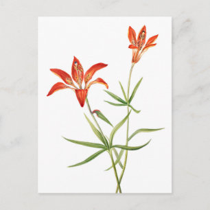 Rote Blume - Vintage Botanische Kunst Postkarte
