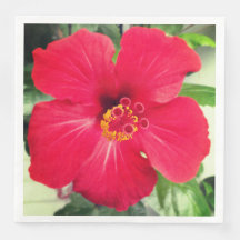 Rote Blüte von Hibiscus Rosa-sinensis