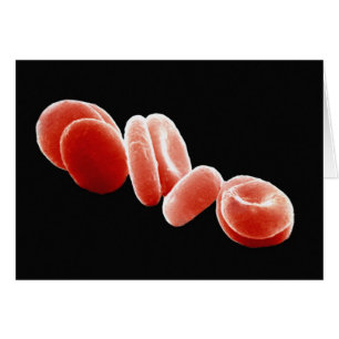 Rote Blutkörperchen