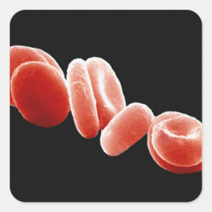 Rote Blutkörperchen Quadratischer Aufkleber