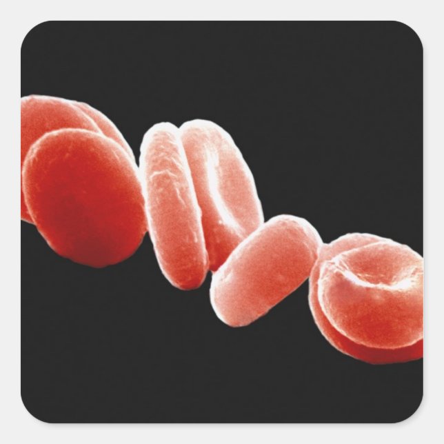 Rote Blutkörperchen Quadratischer Aufkleber (Vorderseite)