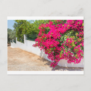 Rote Bougainville-Blume blühen an der weißen Wand. Postkarte