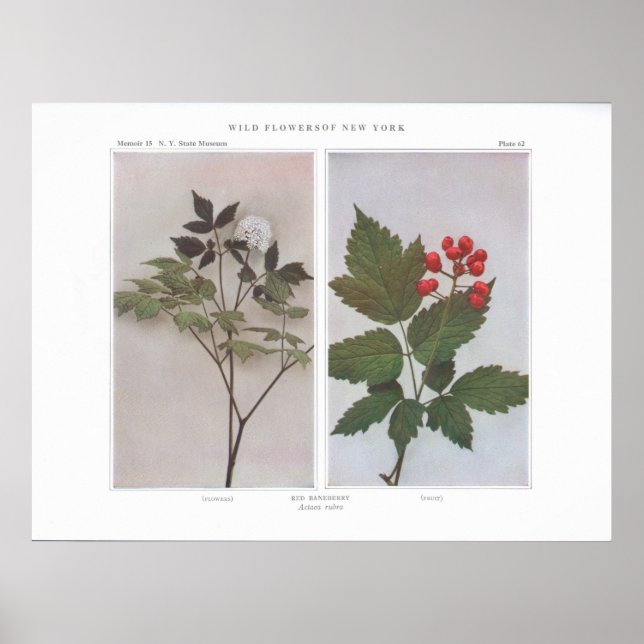 Rote Brombeere (Blume und Obst) - Actaea rubra Poster (Vorne)