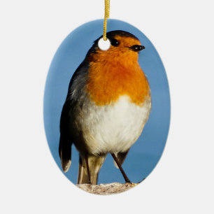 Rote Brust für Oval Ornament