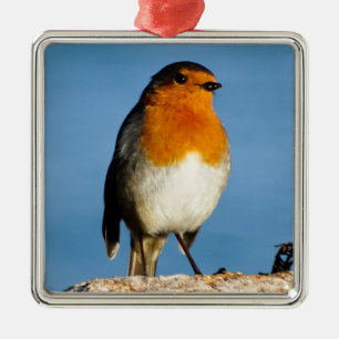 Rote Brust für Premium Square Ornament