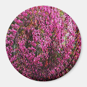 Rote Bud Blume...... Magnet
