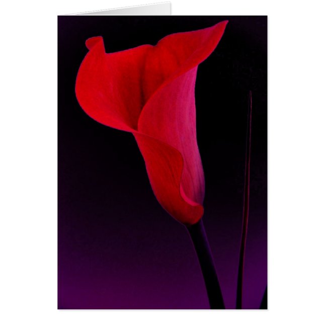 Rote Calla-Lilie (Vorne)