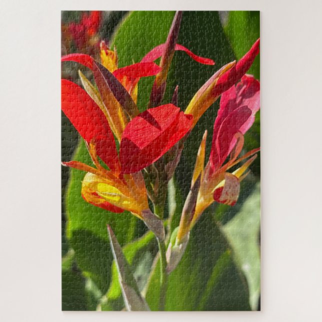 Rote Cannalilie, Oakland Puzzle (Vertikal)