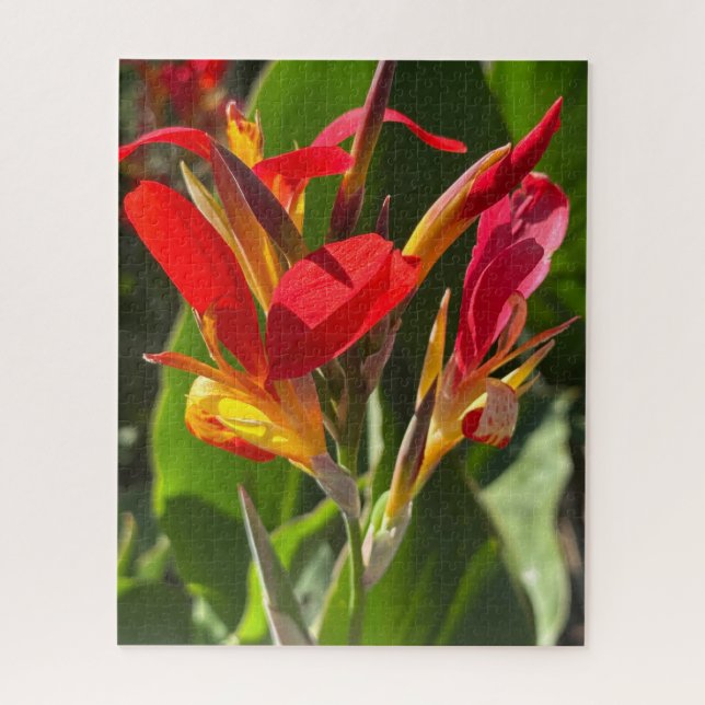 Rote Cannalilie, Oakland Puzzle (Vertikal)