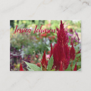 Rote Celosia Blume Blumengarten Fotografie Visitenkarte