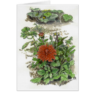 Rote Chrysantheme