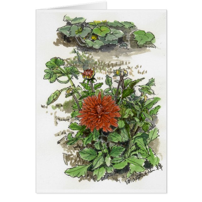 Rote Chrysantheme (Vorne)