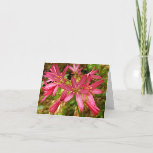 Rote Clintonia-Blumen bei Redwoods Karte