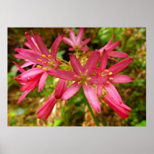 Rote Clintonia-Blumen bei Redwoods Poster