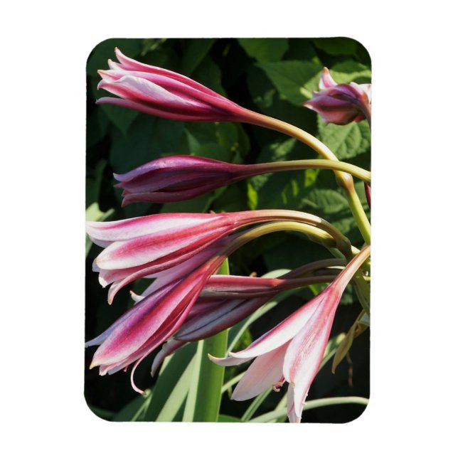 Rote Crinum Lily Magnet (Vertikal)