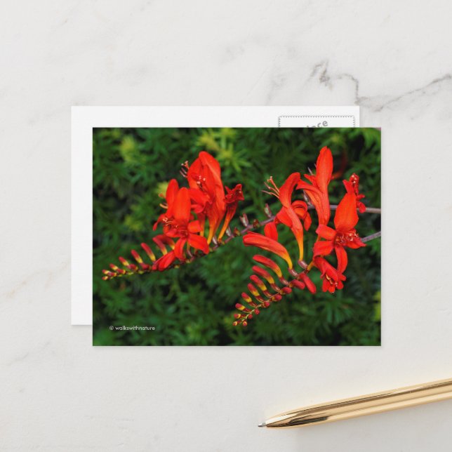 Rote Crocosmia Lucifer Coppertips Blume Postkarte (Vorderseite/Rückseite Beispiel)