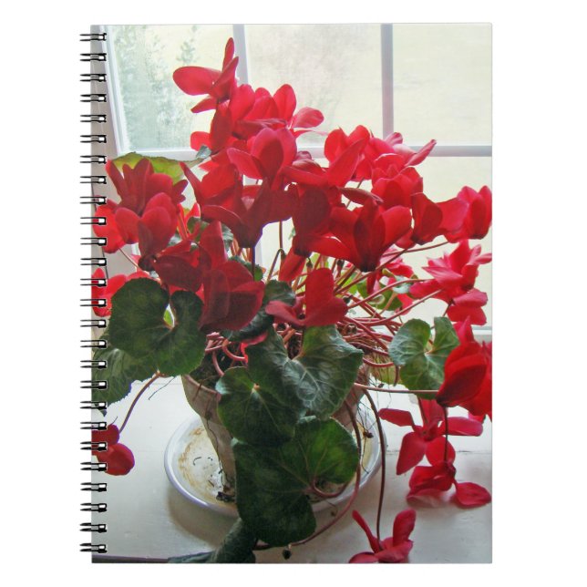 Rote Cyclamen-Blume Notizblock (Vorderseite)
