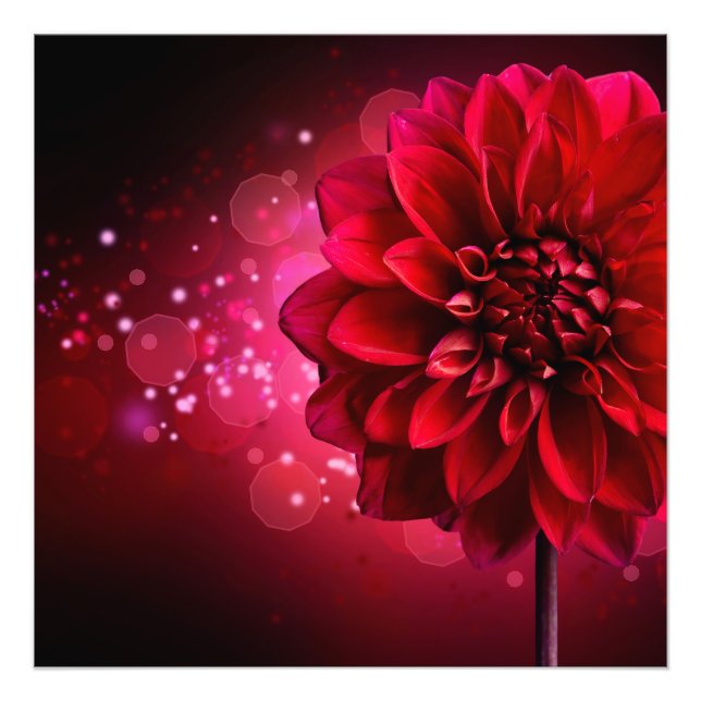 Rote Dahlia-Fotoabzug Fotodruck (Vorne)
