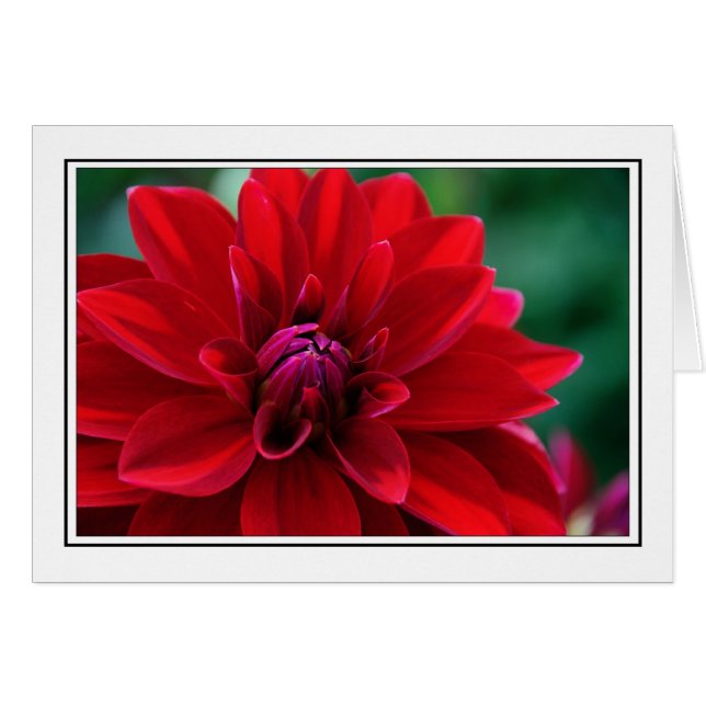 Rote Dahlie (Vorderseite (Horizontal))