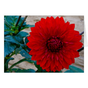 Rote Dahlie