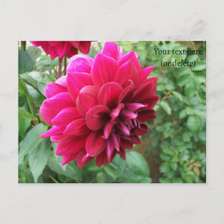 Rote Dahlie Blume, Knospen, Foto, grün, Cycromene Postkarte
