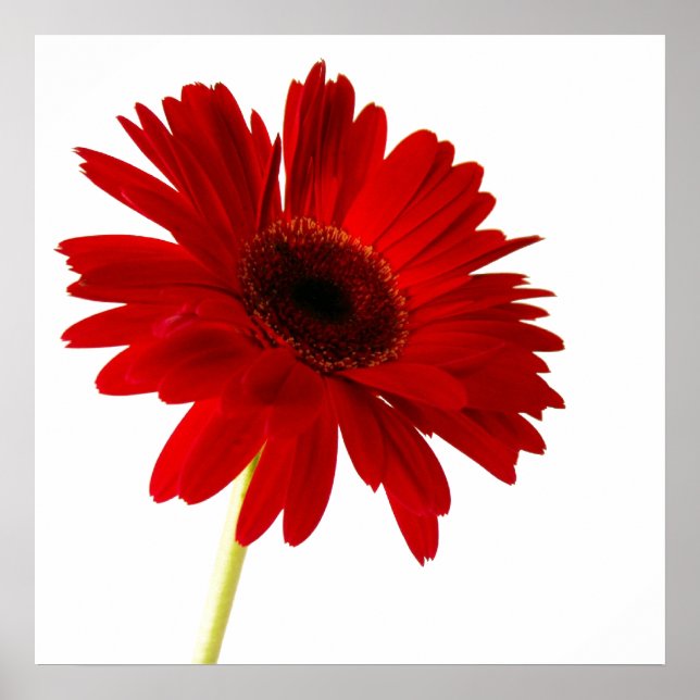 Rote Dame Poster (Vorne)