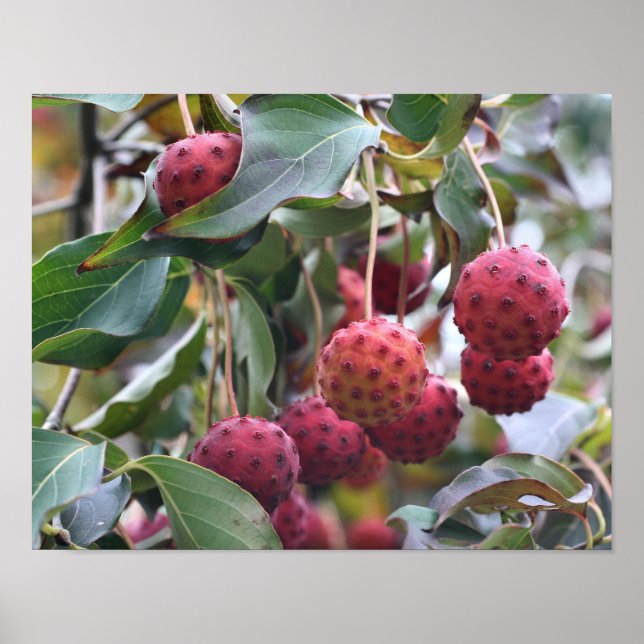 Rote Dogwood Fruit Nature Poster (Vorne)