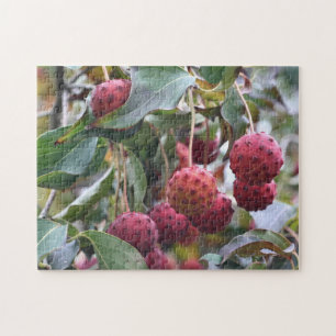 Rote Dogwood Fruit Nature Puzzle