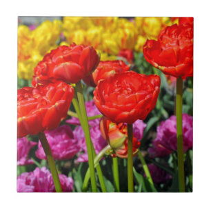 Rote doppelte Tulpen Fliese