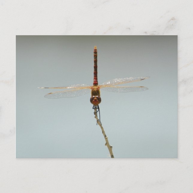 Rote Drachenfliege Stillwater Wildlife Refugium Fa Postkarte (Vorderseite)
