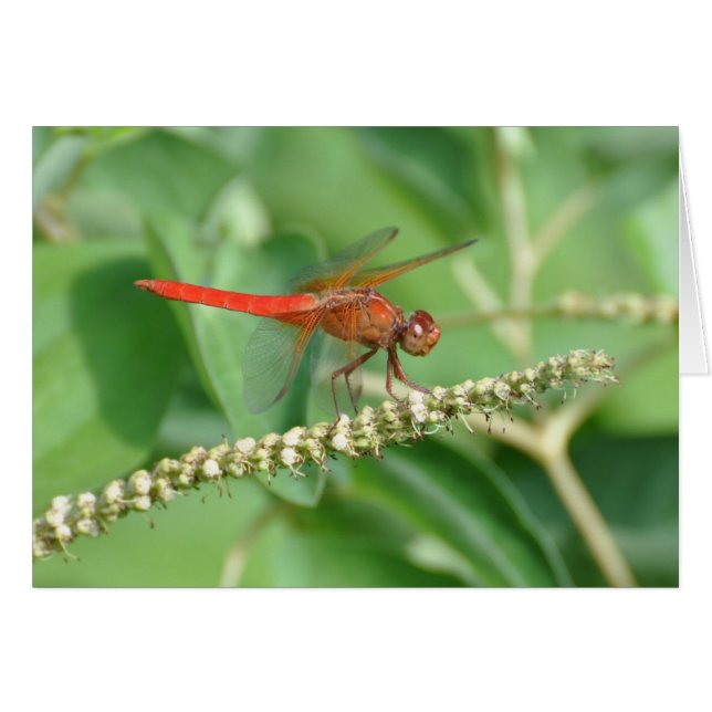 Rote Dragonfly (Vorderseite (Horizontal))