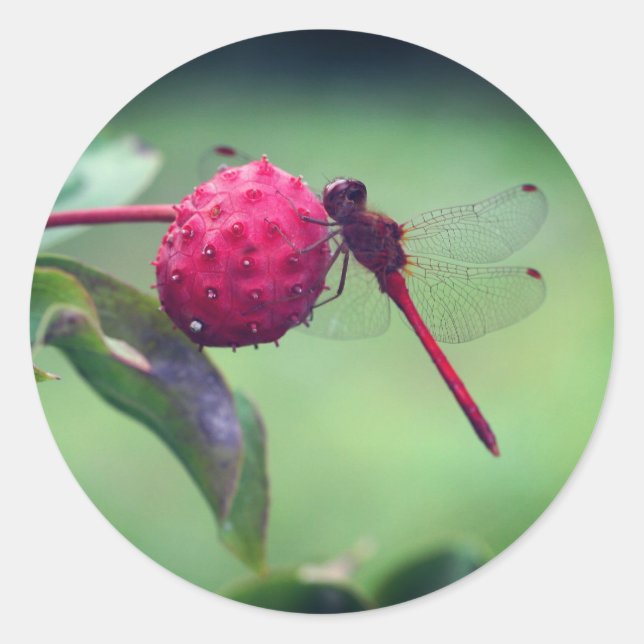 Rote Dragonfly-Natur Runder Aufkleber (Vorderseite)