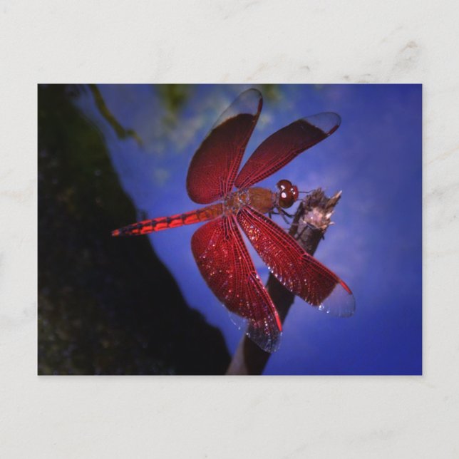 Rote Dragonfly Postkarte (Vorderseite)