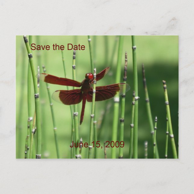 Rote Dragonfly Postkarte (Vorderseite)