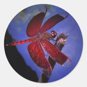 Rote Dragonfly Runder Aufkleber