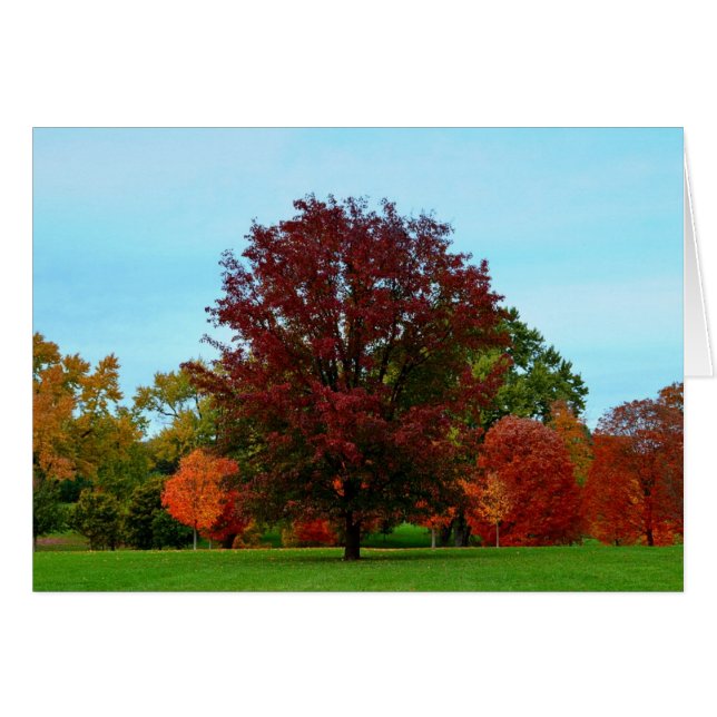 Rote Eiche im Herbst (Vorderseite (Horizontal))
