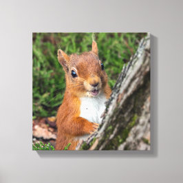 Rote Eichhörnchen Leinwanddruck