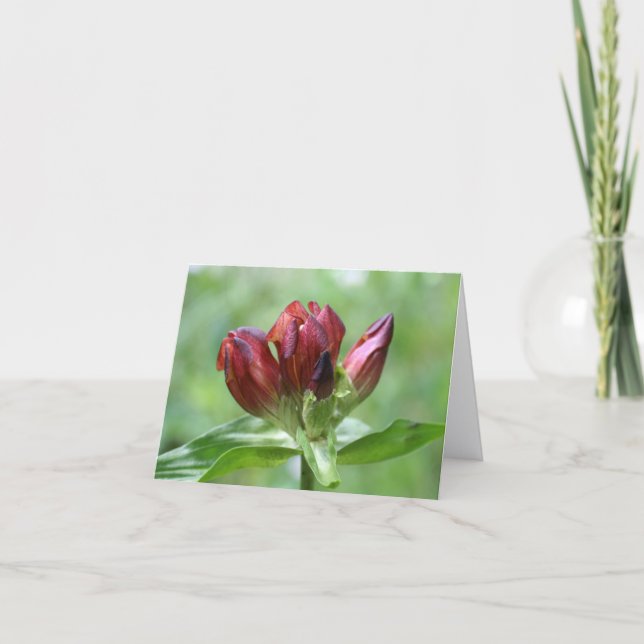 Rote Enzian-Blumenfotografie  (Vorderseite)