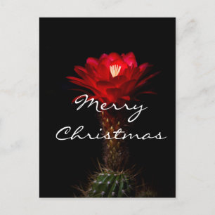 Rote Fackeldistelblüte, Frohe Weihnachten