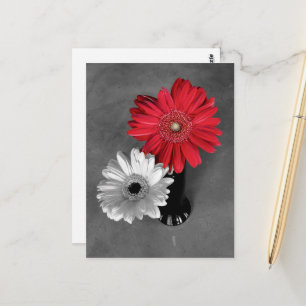 Rote Farbexplosion Gerbera-Margerite-Fotografie Postkarte