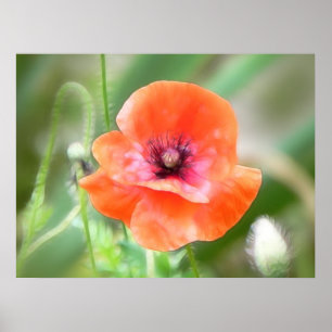 Rote Flandern-Mohnblume Poster