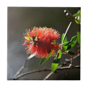 ROTE FLASCHEN-BÜRSTEN-BLUME CALLISTEMON AUSTRALIE FLIESE