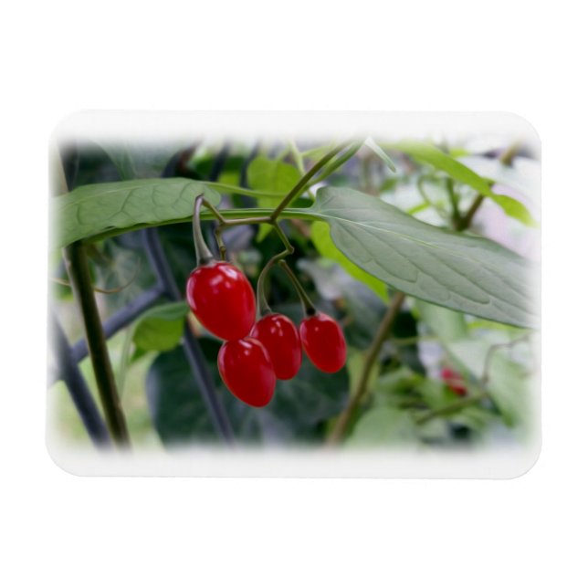 rote Flecken im Herbst Magnet (Horizontal)