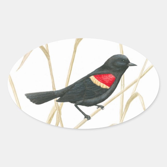 Rote-Flügel-Blackbird-Aufkleber Ovaler Aufkleber (Vorderseite)