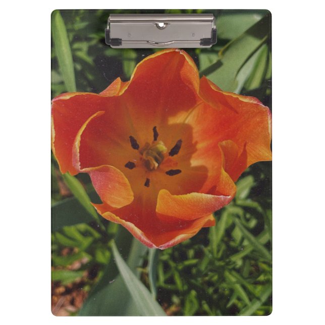 rote Frühlingsblume Klemmbrett (Vorderseite)