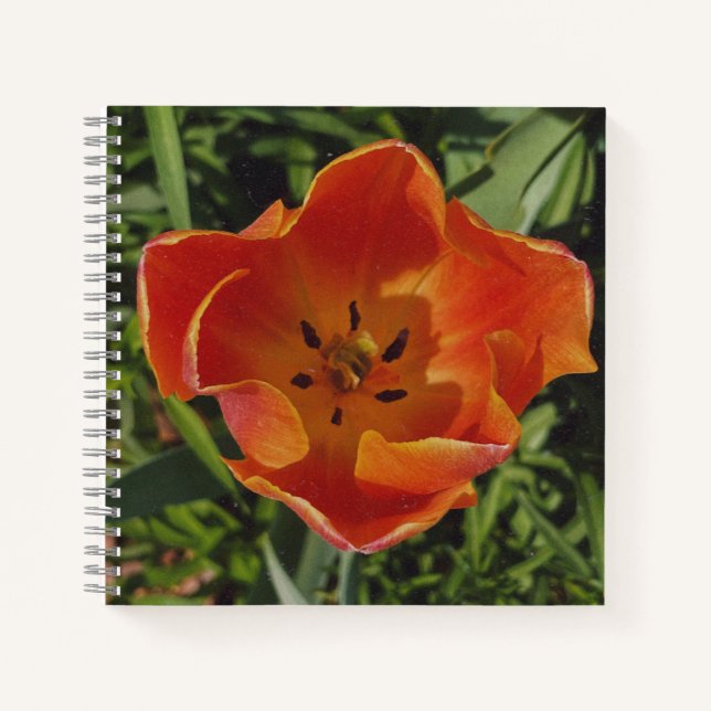 rote Frühlingsblume  Notizbuch (Vorderseite)