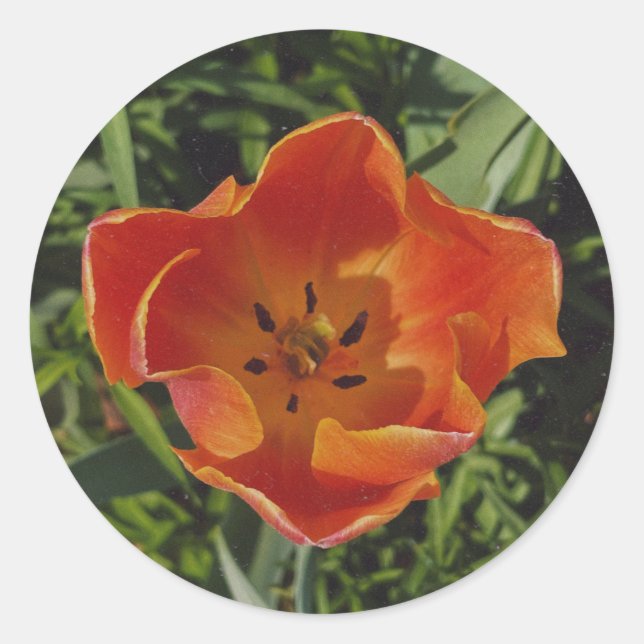 rote Frühlingsblume Runder Aufkleber (Vorderseite)
